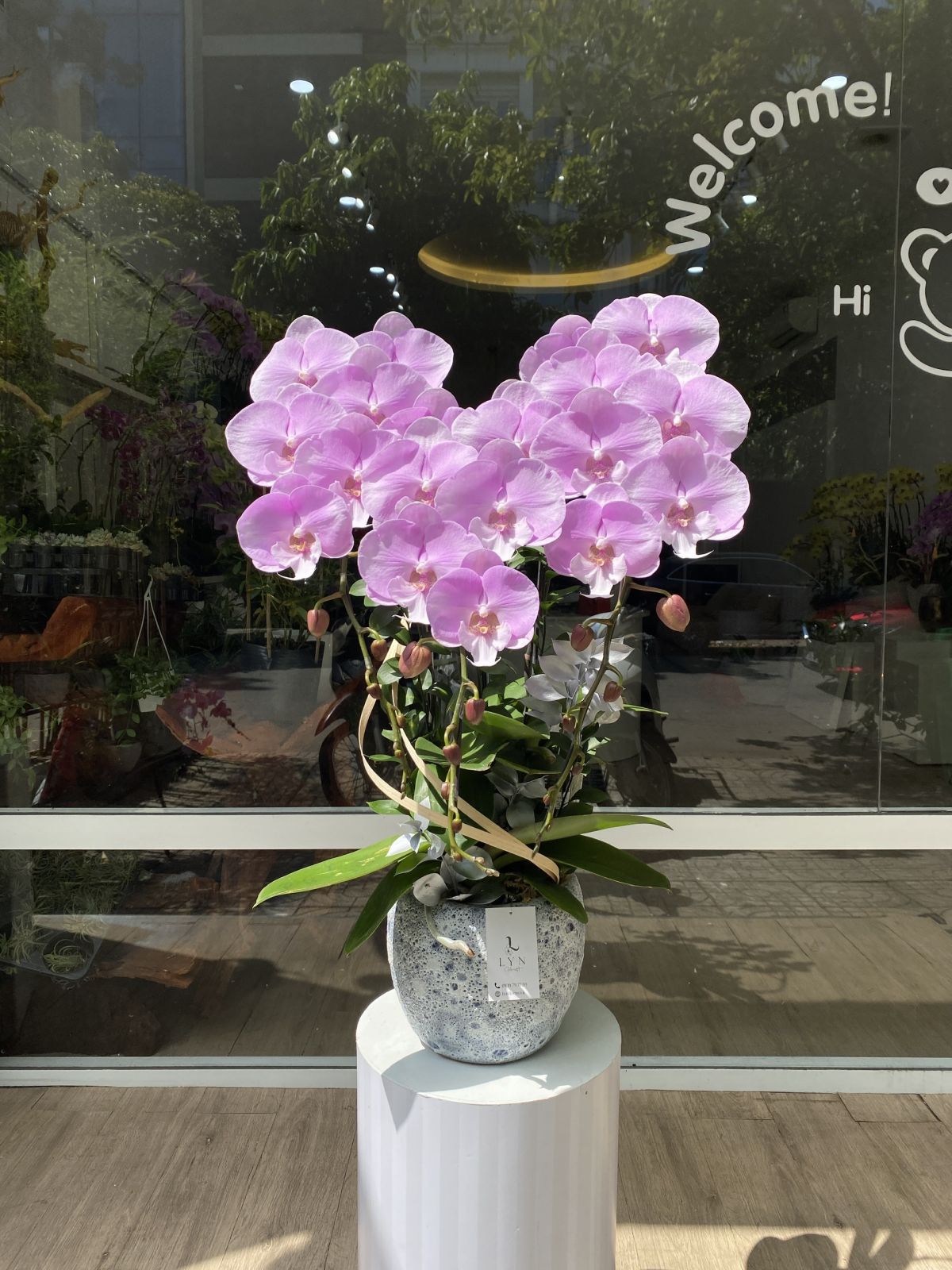 Chậu Hoa Lan Hồng